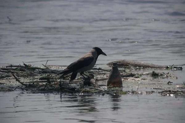Serbia, Jun 9, 2016: Hooded Crow (Corvus cornix) perching on trash floating down the Danube River in Belgrade