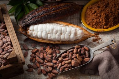 Cocoa beans and pod clipart
