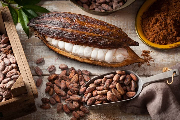 Cocoa beans and pod — Stock Photo, Image