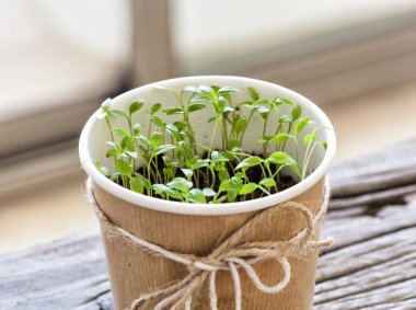 Maydanoz bir pencerenin önünde kapalı tencerede fidan