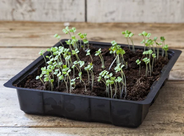 Rocket seedlings in a black tray on a wooden table — Stock Photo, Image
