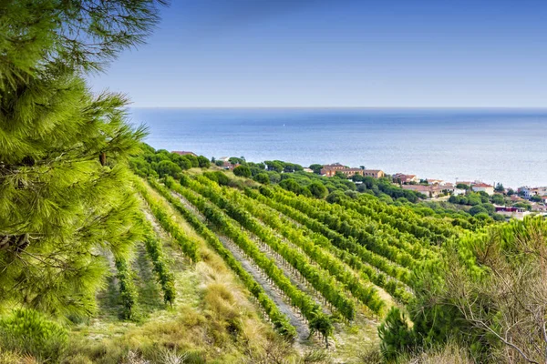 Alella-Weinberge — Stockfoto