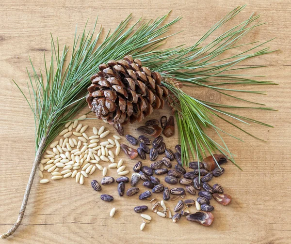 Pine nuts and pine cone