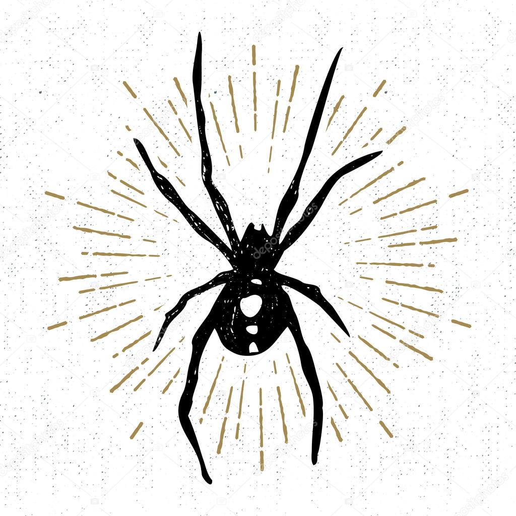 Hand drawn Halloween icon with a textured black widow spider vector illustration.