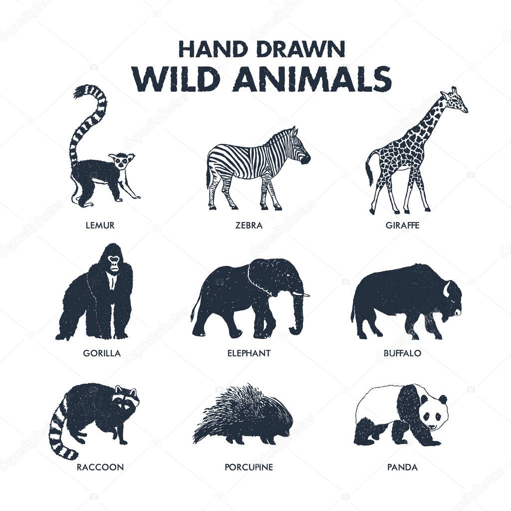 Hand drawn textured wild animals icons set with lemur, zebra, giraffe, gorilla, elephant, buffalo, raccoon, porcupine, and panda vector illustrations.