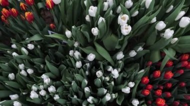 Lale çiçeği doğa taze bitki 