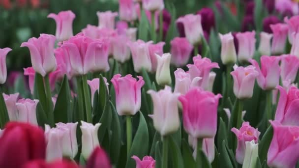 Tulipán Květiny Příroda Čerstvá Flóra — Stock video