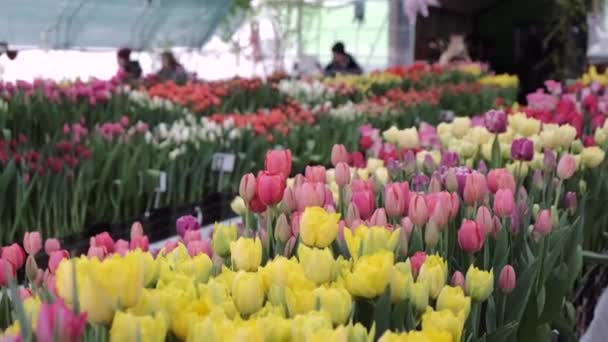 Lale Çiçeği Doğa Taze Bitki — Stok video