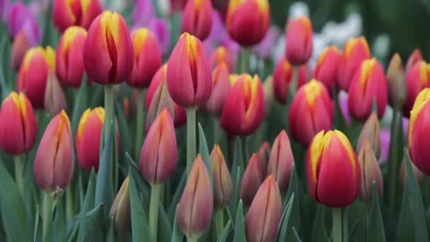 Цветок Тюльпана — стоковое видео