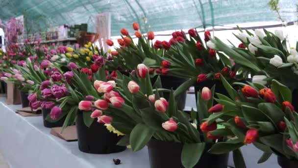 Tulp Bloem Natuur Verse Flora — Stockvideo