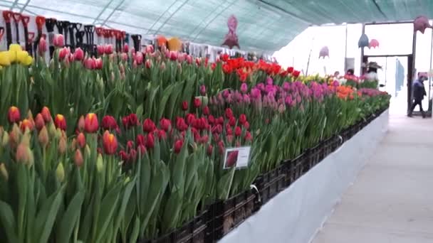 Tulipán Virág Természet Friss Növény — Stock videók
