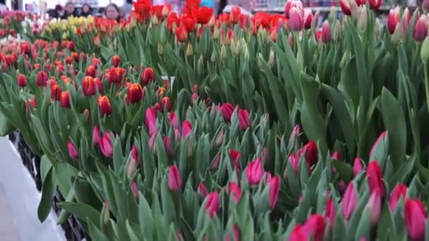 Tulp Bloem Natuur Verse Flora — Stockvideo