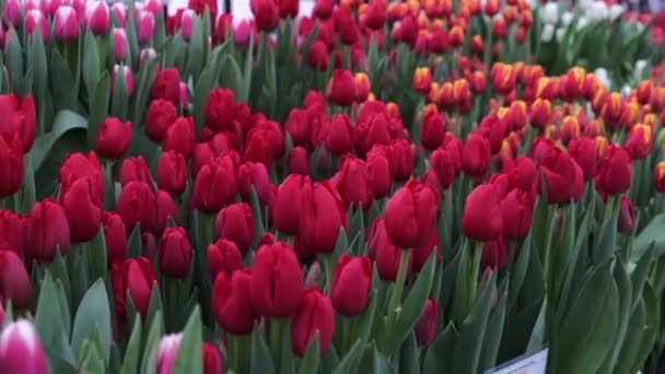 Tulipano Fiore Natura Fresca Flora — Video Stock
