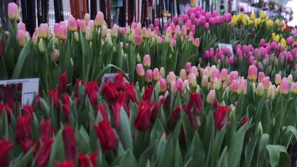 Tulpan Blomma Natur Färsk Flora — Stockvideo