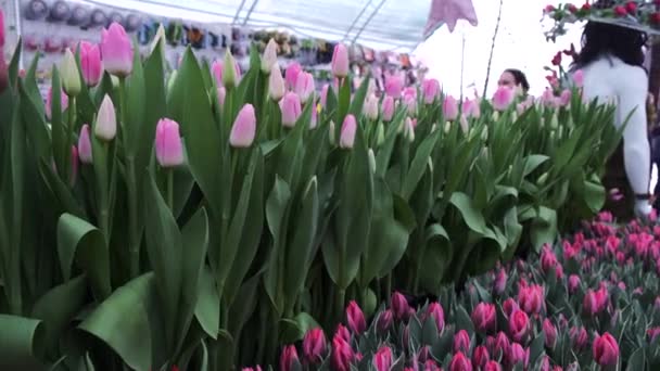 Tulp Bloem Natuur Verse Flora — Stockvideo