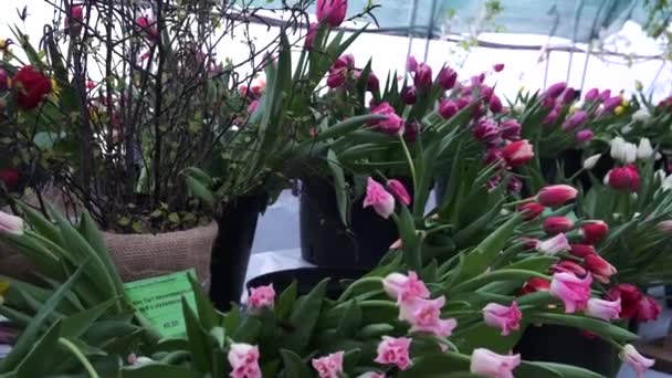 チューリップの花自然 新鮮な植物 — ストック動画