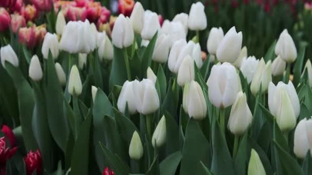 Tulipán Virág Természet Friss Növény — Stock videók