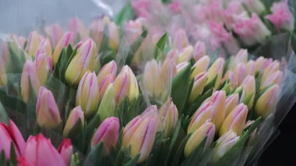 チューリップの花自然 新鮮な植物 — ストック動画