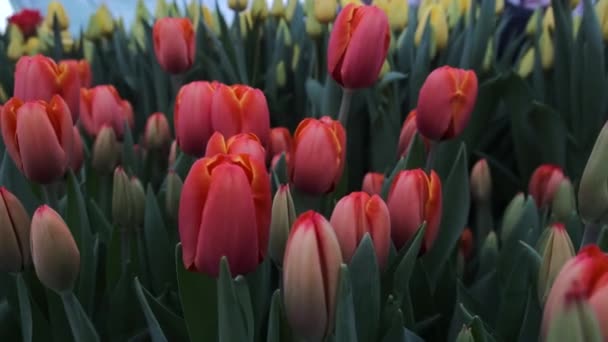 チューリップの花自然 新鮮な植物 — ストック動画