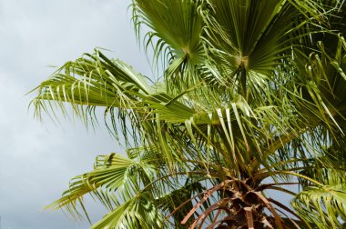 Eski Kuru hurma ağacı yaprakları dokulu doğal organik açık havada arka plan, grunge yakından fotoğraf ayrıntılı. Çevre yaşlanma orman plantasyon koruma. Yıpranmış ahşap yüzey tasarımı