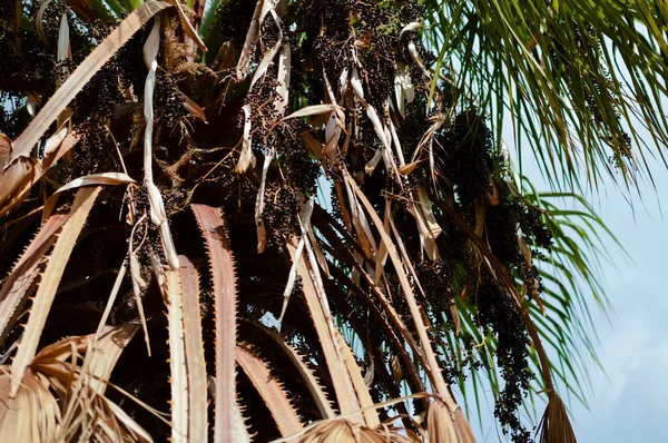 Alte trockene Palmenblätter strukturierten natürlichen organischen Hintergrund im Freien, Nahaufnahme Grunge-Detailfotografie. Schutz der Umwelt durch alternde Forstplantagen. verwitterte Holzoberfläche — Stockfoto