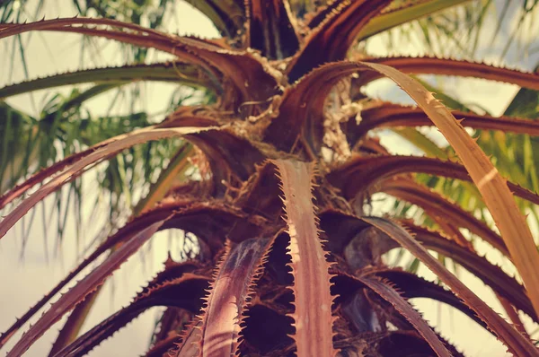 Alte trockene Palmenblätter strukturierten natürlichen organischen Hintergrund im Freien, Nahaufnahme Grunge-Detailfotografie. Schutz der Umwelt durch alternde Forstplantagen. verwitterte Holzoberfläche — Stockfoto
