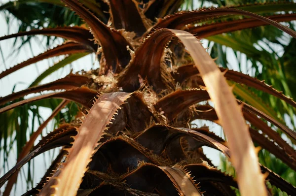 Alte trockene Palmenblätter strukturierten natürlichen organischen Hintergrund im Freien, Nahaufnahme Grunge-Detailfotografie. Schutz der Umwelt durch alternde Forstplantagen. verwitterte Holzoberfläche — Stockfoto