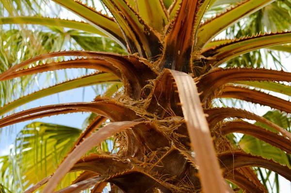 Alte trockene Palmenblätter strukturierten natürlichen organischen Hintergrund im Freien, Nahaufnahme Grunge-Detailfotografie. Schutz der Umwelt durch alternde Forstplantagen. verwitterte Holzoberfläche — Stockfoto