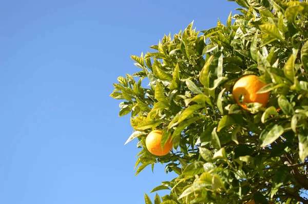 Frutos Anaranjados Entre Las Hojas Verdes Que Cuelgan Árbol Durante — Foto de Stock