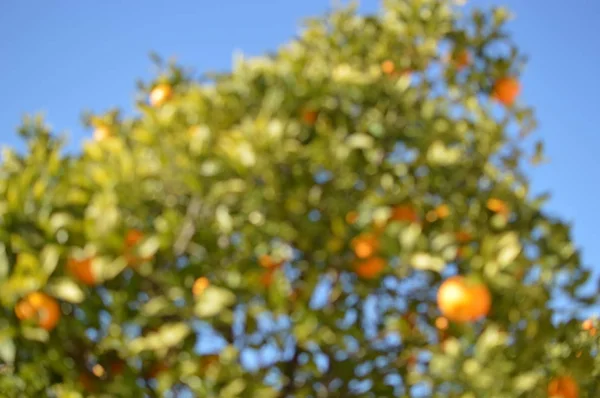 Apelsinfrukter Bland Gröna Blad Hängande Träd Över Soliga Utomhus Naturlig Stockbild