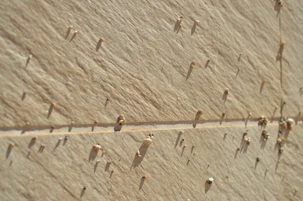 달팽이 상세한 대리석된 배경으로 세라믹 타일에 — 스톡 사진