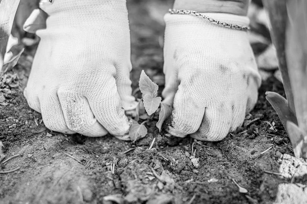 地面に庭の植物を保持手袋の手の黒と白の写真 ロイヤリティフリーのストック写真