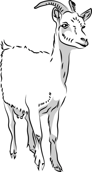 White horned goat — Stock Vector