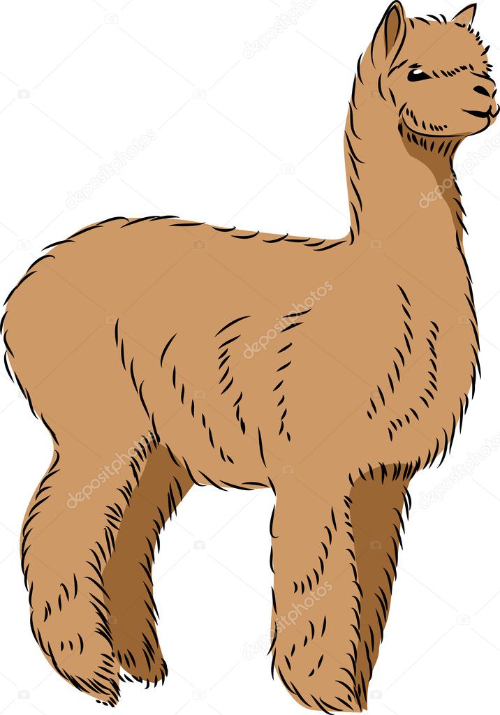 Llama alpaca Vector Image by ©bokononist