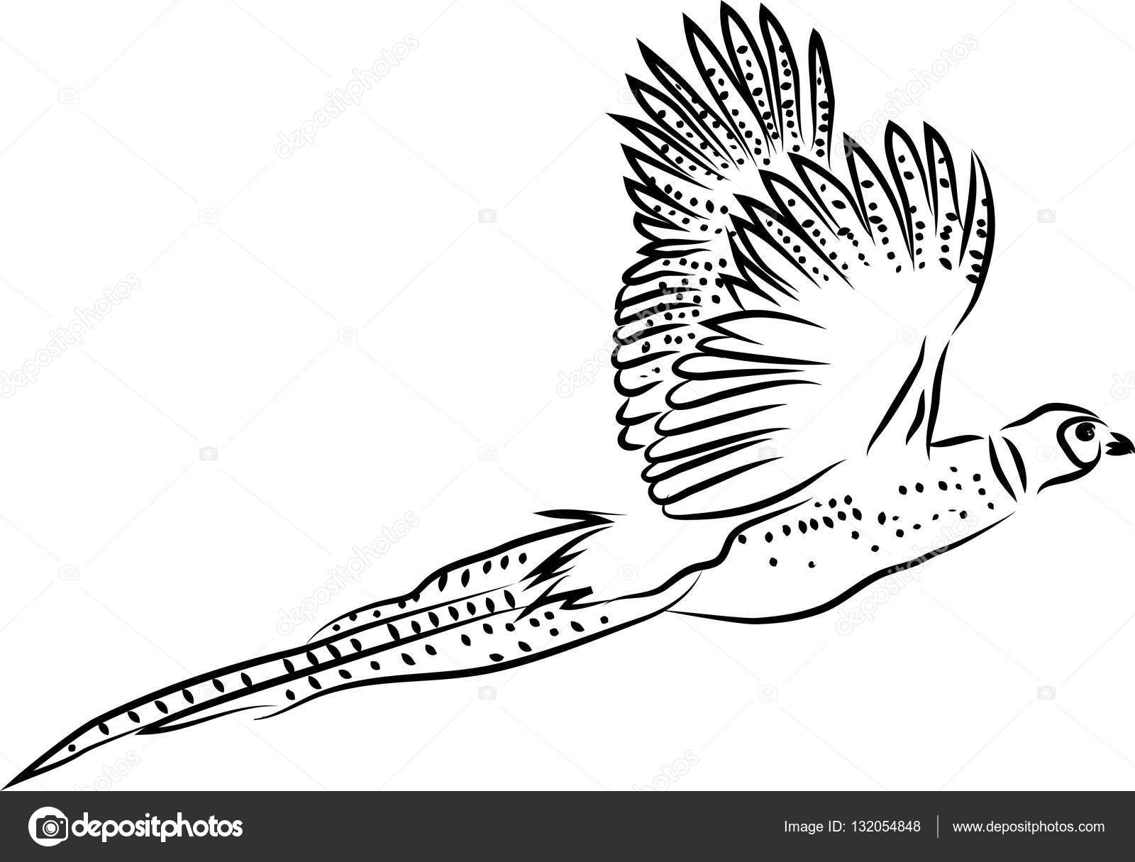 Ring necked pheasant flying Stock Vector by ©bokononist 132054848
