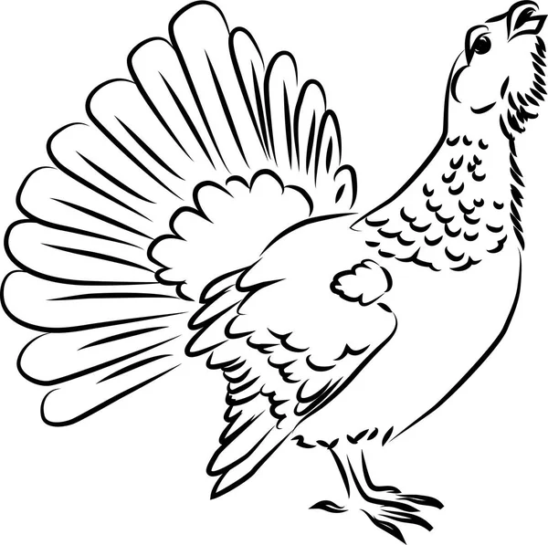 Urogallo de madera o capercaillie — Vector de stock