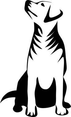 Labrador retriever oturan