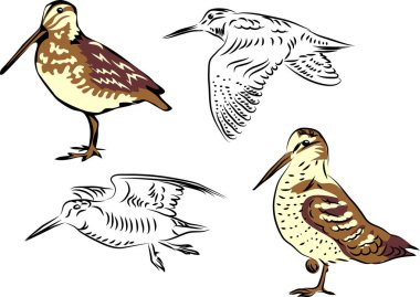 Woodcock or snipe clipart