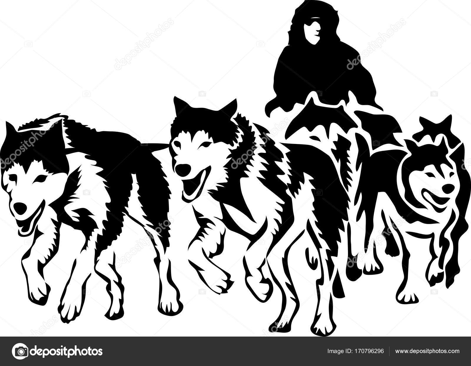 Musher and sled dogs — Stock Vector © bokononist 170796296