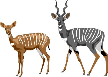 Lesser kudu pair - colour vector illustration
