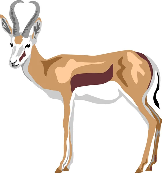 Springbok Antilope Illustratie Van Kleur Vector — Stockvector
