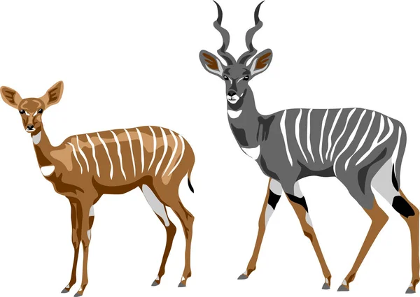 Kleiner Kudu Paar Illustratie Van Kleur Vector — Stockvector