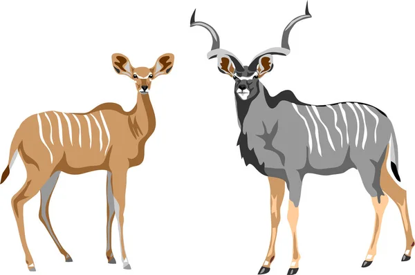 Grote Kudu Antilope Vector Illustratie — Stockvector