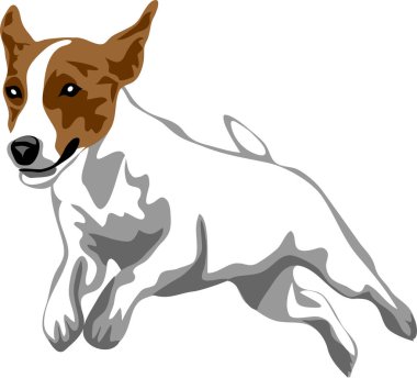 Jack Russell Terrier sıçrama - vektör illüstrasyonu
