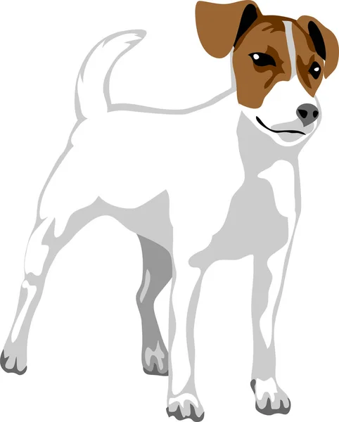 Jack Russell Terrier Jumping Ilustração Vetorial —  Vetores de Stock