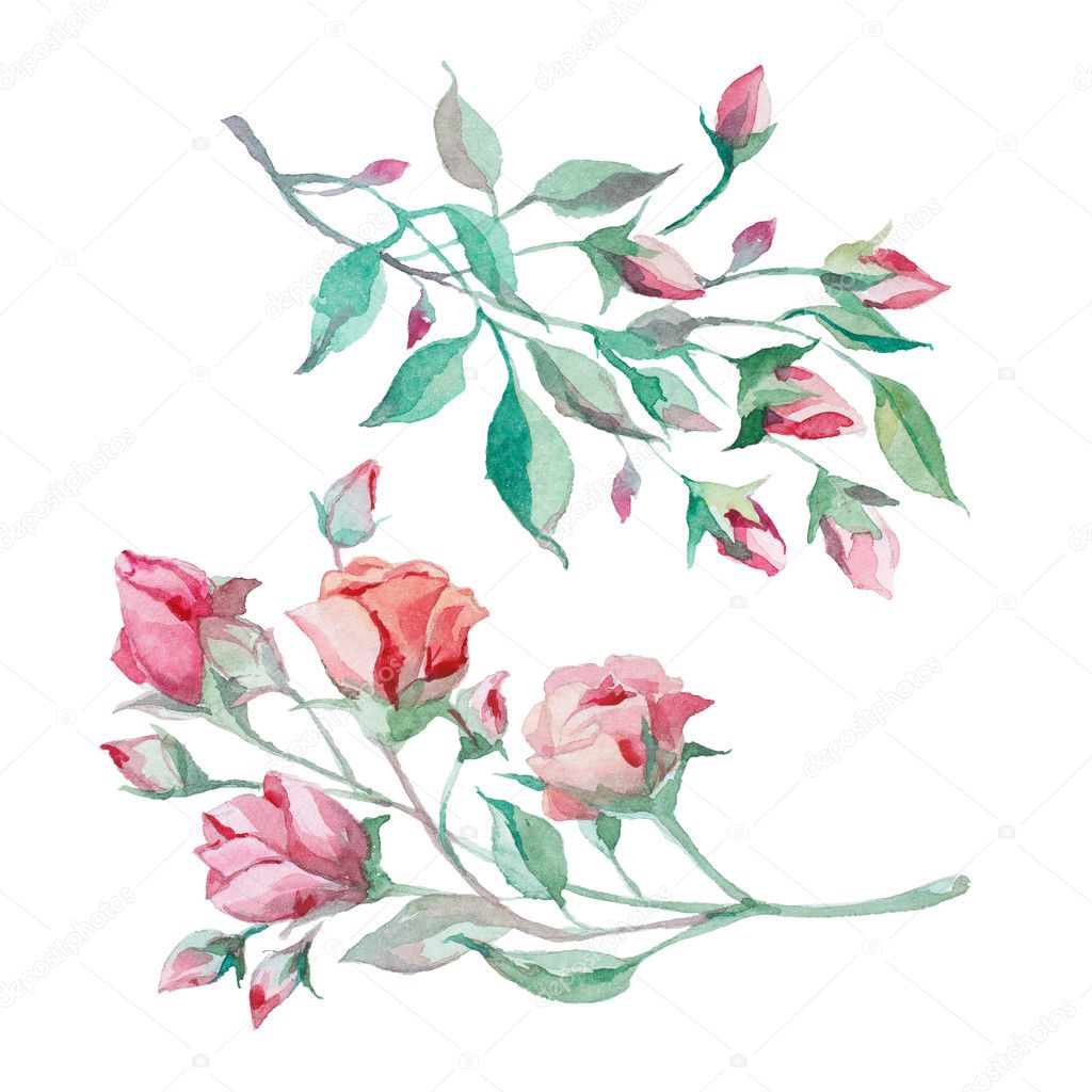 Watercolor branch rose buds