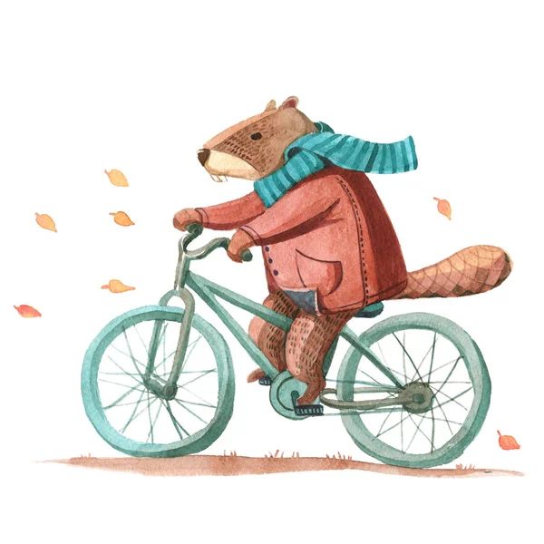 Watercolor beaver in coat and scarf riding a bicycle — Stock Photo, Image