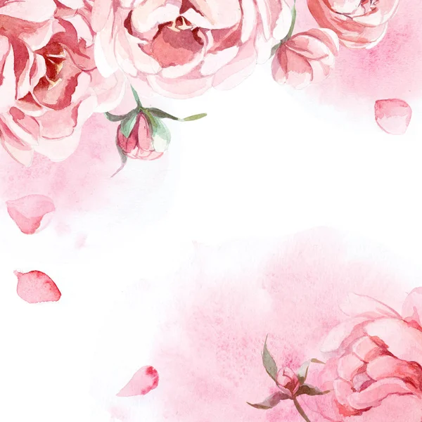 Akwarela piwonie różowy, róż i czerwony na tle Róża gr — Zdjęcie stockowe