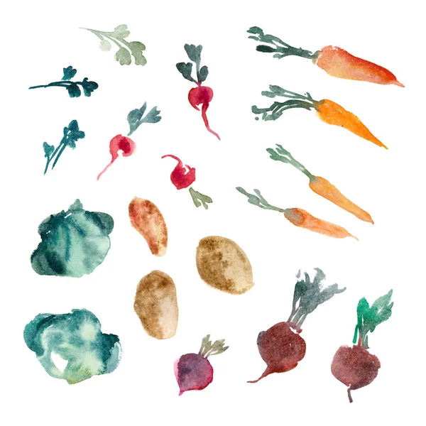 Watercolor illustration. Parsley, herb, beetroot, radish, cabbag — Stock Photo, Image