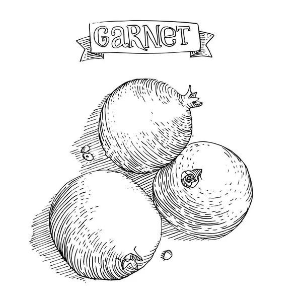 Ilustración vectorial de frutas pintadas en estilo grabado. Un garne — Archivo Imágenes Vectoriales